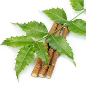 6 Amazing Beauty Benefits of Neem