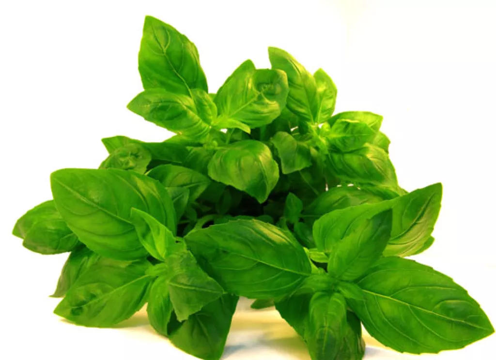 Best Essential Oils to Get Long and Shiny Hair