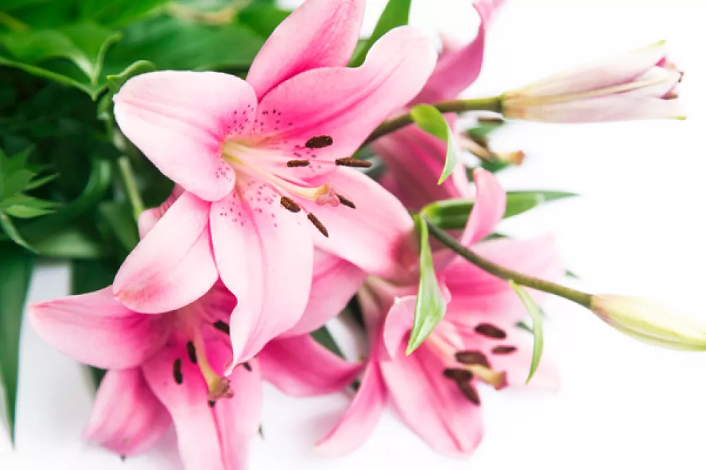 11 Romantic Flowers Other Than Roses To Impress Your Sweetheart This