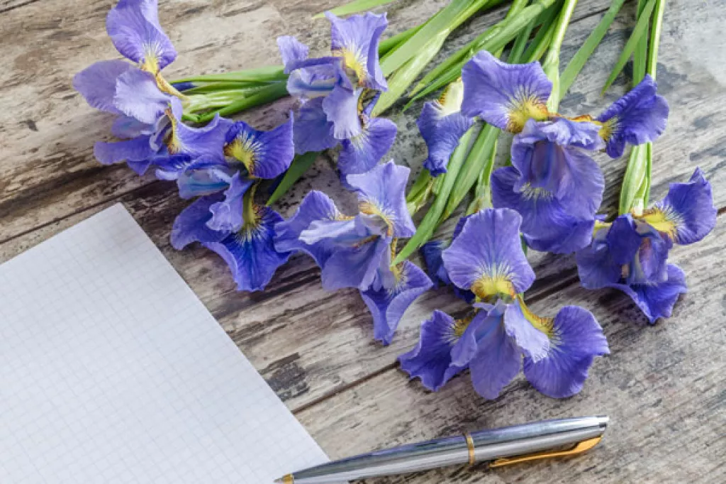 11 Romantic Flowers Other Than Roses To Impress Your Sweetheart This Valentine's Day