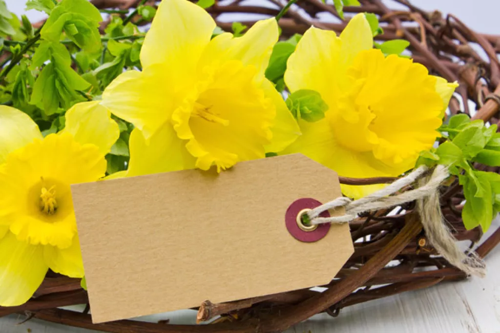 11 Romantic Flowers Other Than Roses To Impress Your Sweetheart This