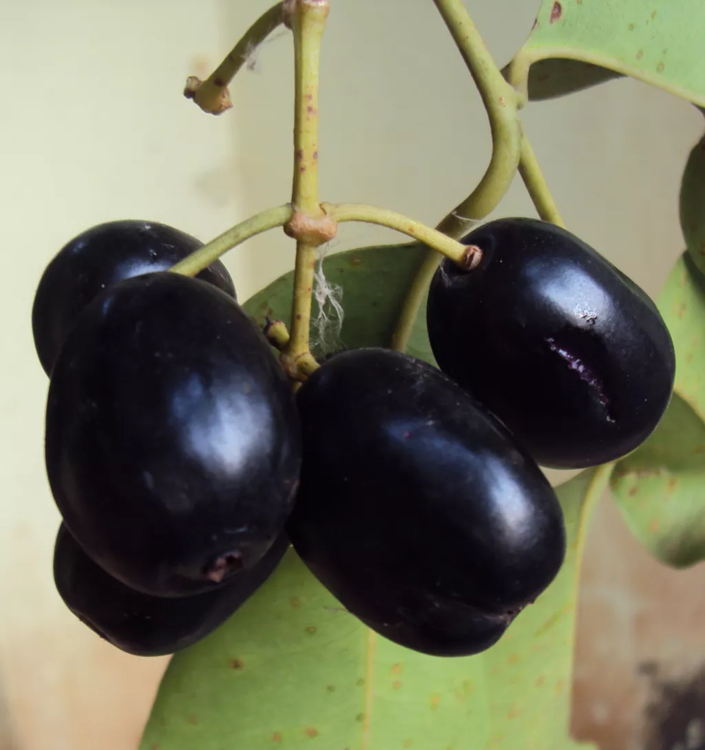 10 Amazing Beauty And Health Benefits of The Indian Blackberry (Jamun)