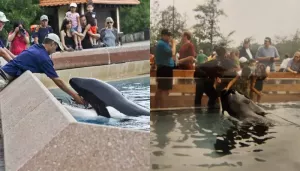 Amid Tale Of Horrific Orca Attack On Jessica Radcliffe, Meet Kiska The Loneliest Killer Whale