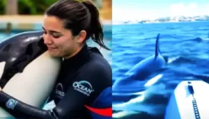 Kayaker’s Old Clip Of Being Surrounded By Orcas Resurfaces Amid Jessica Radcliffe Fake Video Buzz