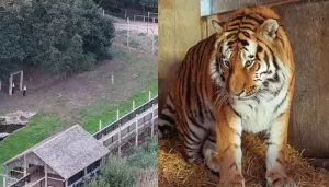 Man Reportedly Made 'Bad' Sign Before Tiger Fatally Killed Him Inside Yorkshire Zoo Enclosure