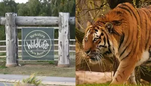 Man Dies After Jumping Into Tiger Enclosure At Yorkshire Zoo, Details Of His Final Moments Surfaces
