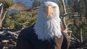 Jackie The Eagle Dies At 14, Internet's Favorite Big Bear Eagle's Cause Of Death Revealed