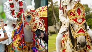 Do You Know What Kind Of Torture Does Wedding Horses Aka 'Ghodi' Goes Through During A Baraat?