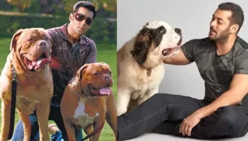 Bollywood Celebrities Who Own Expensive Pets: Salman Khan's Dogs Worth Almost Rs. 2 Lakhs And More