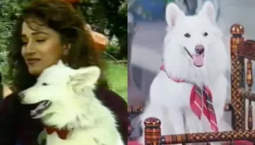 KBC 15: Amitabh Bachchan Reveals Madhuri Dixit Adopted Famous 'Tuffy' From 'Hum Aapke Hain Koun'