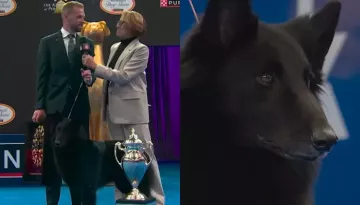 Soleil, The Belgium Sheepdog, Crowned Best Pup In '25 'National Dog Show', With A Massive Cash Prize