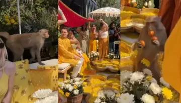Monkey Business At Wedding: Mischievous Monkey Performs Food Heist As Guests Are Busy With 'Haldi'