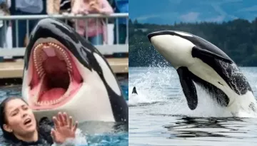 Jessica Radcliffe Was Attacked And Then Killed By An Orca? Here's The Truth Behind The Viral Video