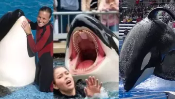 Amid Fake Clip Of An Orca Killing Jessica Radcliffe, Know About Orca, Tilikum, Who Killed 3 People