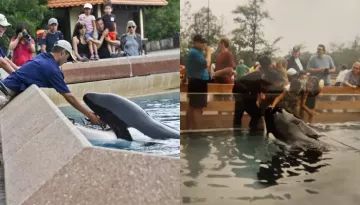 Amid Tale Of Horrific Orca Attack On Jessica Radcliffe, Meet Kiska The Loneliest Killer Whale