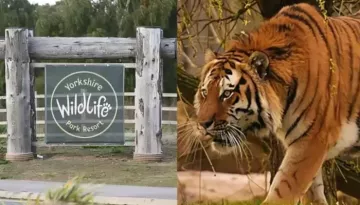 Man Killed By Tiger At Yorkshire Wildlife Park Was Allegedly Autistic, Did Not Have A Carer With Him