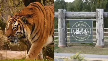 Man Killed By Tiger At Yorkshire Was Pulled By A Mom Of Two, She 'Wasn't Strong Enough' To Save Him