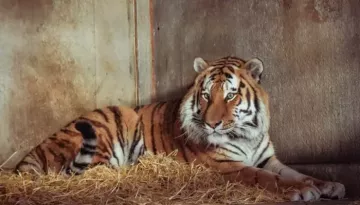 Who Is Altai? 3-Year-Old Tiger Was Confused Before Attacking, As Victim 'Bowed Down, Prayed' To Him