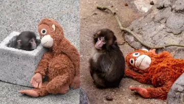Who Is Punch The Monkey? Carries An Orange Plushie For Emotional Support After His Mother Left Him