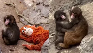 Punch The Monkey Has Outgrown Attachment With His Orange Plushie, Found A New Best Friend, Mo