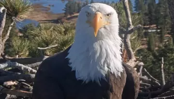 Jackie The Eagle Dies At 14, Internet's Favorite Big Bear Eagle's Cause Of Death Revealed