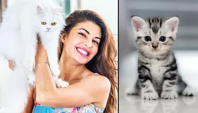  10 Reasons You Will Make A Good Wife If You Are A Cat Lover   