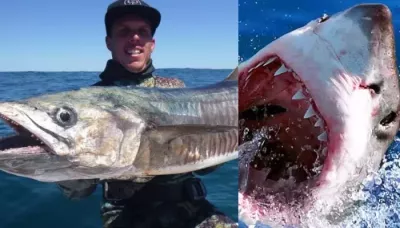  13-Foot Great White Shark Attacked Father Of 2, Wife Drops Heartbreaking Post, Here's All About Him   