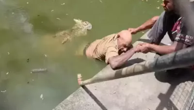  Crocodile Caretaker Dies After Being Attacked, Harrowing Video Surfaces, 'He Couldn't Scream..'   
