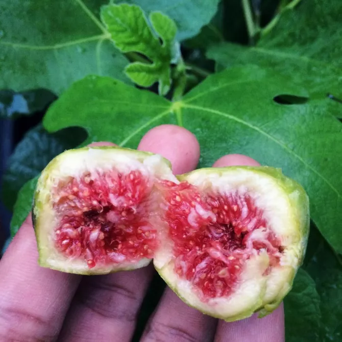 'Anjeer' Is One Dry Fruit That Helps You Fight All The Weight, Hair, Skin And Health Problems