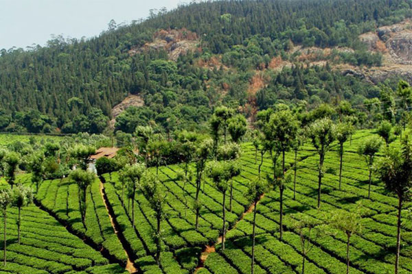 coonoor underestimated honeymoon hill stations in South India coonoor