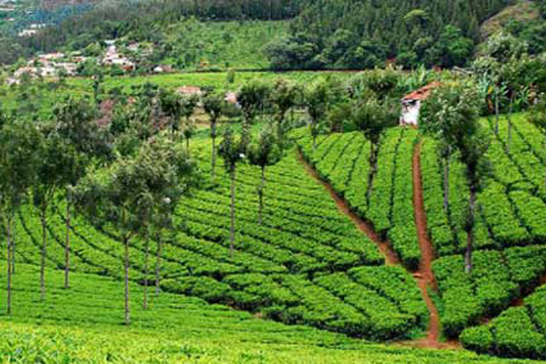 coonoor underestimated honeymoon hill stations in South India