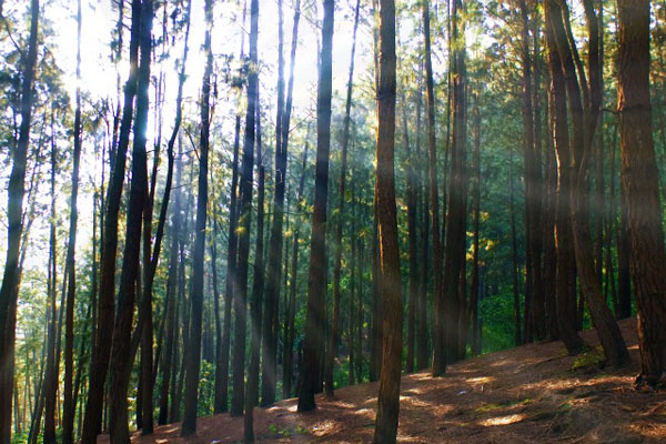 underestimated honeymoon hill stations in South India vagamon