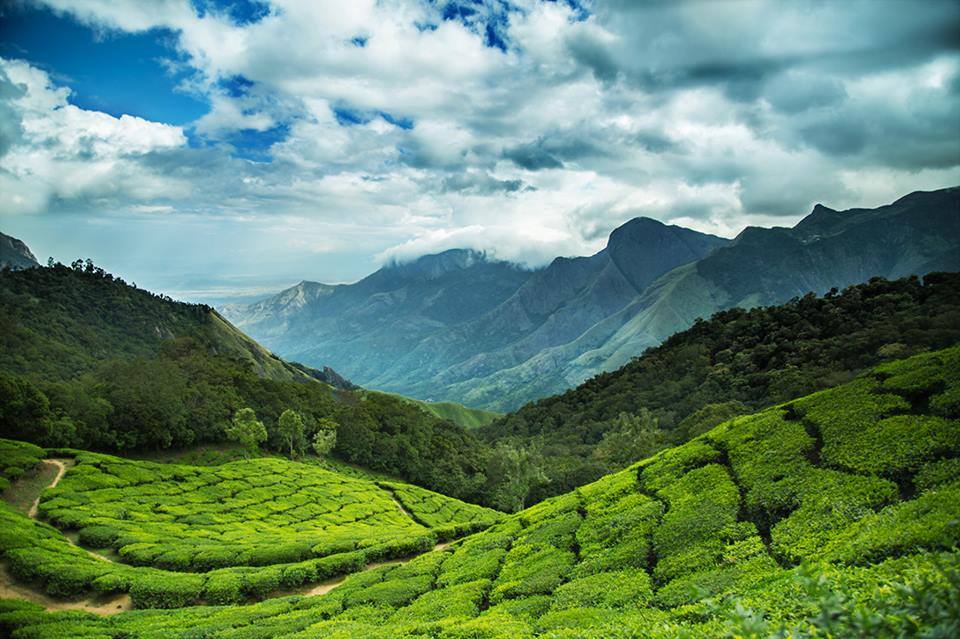 munnar tea and coffee plantations