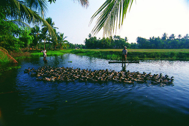 Kerala backwaters natural beauty