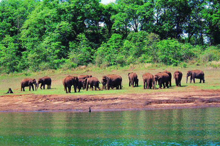 elephants in Kerala 