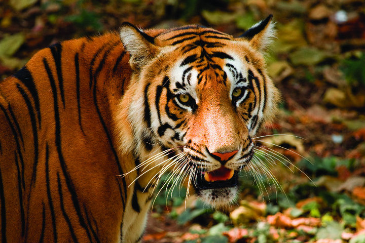 Periyar wildlife sanctuary tiger