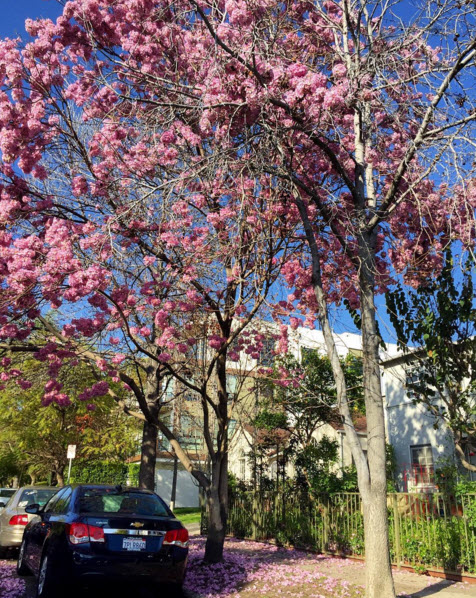 preity zinta married