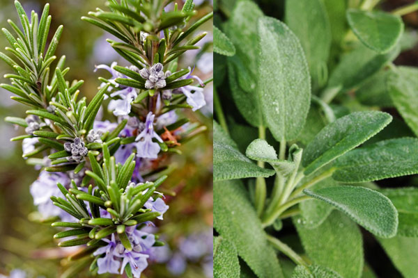 rosemary sage