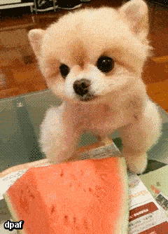 if your elder sister gets married feed the dog