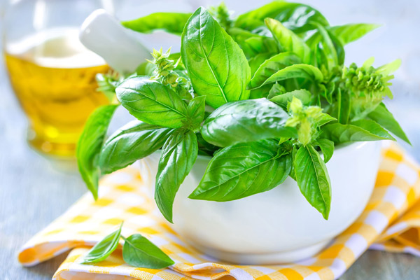 Basil Leaves