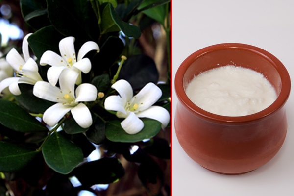 Jasmine and curd