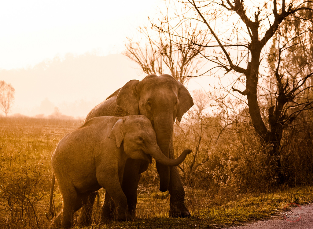 Image: Amitava Sutradhar via Flickr