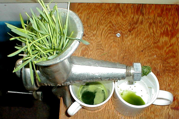 wheat grass juice for body odour