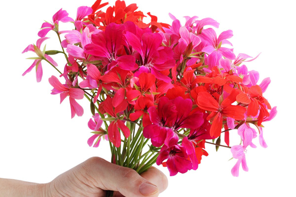 Flowers on valentine's day