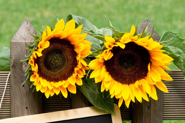 Flowers on valentine's day