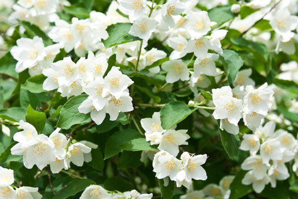 Flowers on valentine's day