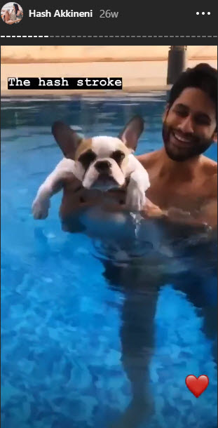 naga chaitanya and hash akkineni