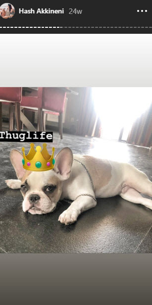 naga chaitanya and hash akkineni