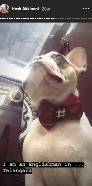 naga chaitanya and hash akkineni