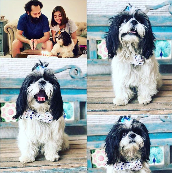 Nazriya Nazim Fahadh Faasil Dog